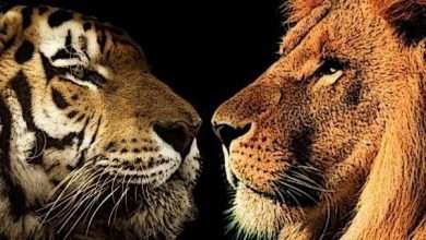 Photo of Từ trận chiến giữa hổ và sư tử, hiểu ra đạo lý thâm sâu trong giao tiếp