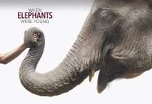 Photo of 6 phim hay về loài voi xem để suy ngẫm